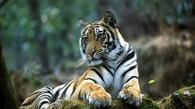 L'empreinte du tigre