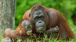 Ushuaïa nature S01E13 La forêt des mutants