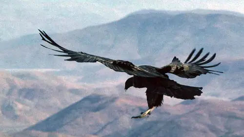 Ushuaïa nature Les cavaliers du vent