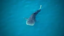 Ushuaïa nature S01E36 Les codes secrets de la nature