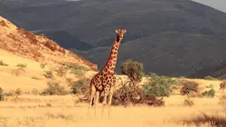 Ushuaïa nature S01E39 Voyage extraordinaire en Afrique Australe