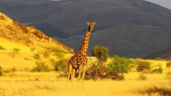 Ushuaïa nature S01E39 Voyage extraordinaire en Afrique Australe