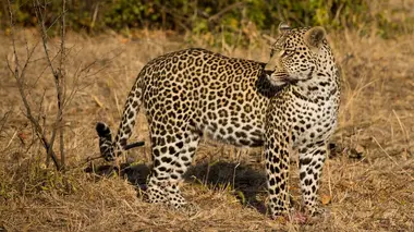 Prélude au crépuscule d'une faune