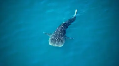 Ushuaïa nature S01E36 Les codes secrets de la nature