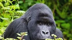 Visuel de Vacances au pays des gorilles