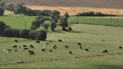 Vache folle, la Bretagne au coeur de la crise