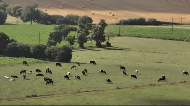 Vache folle, la Bretagne au coeur de la crise