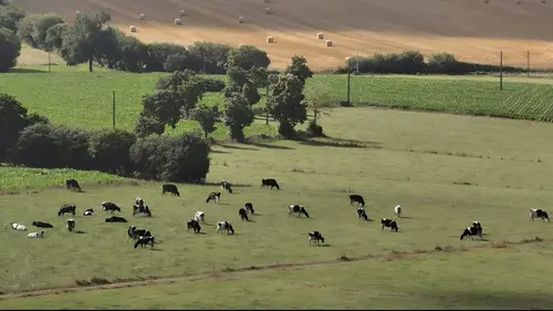 Vache folle, la Bretagne au coeur de la crise