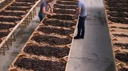 Vanille, les secrets d'un parfum