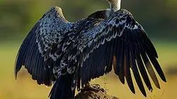 Visuel de Vautours africains