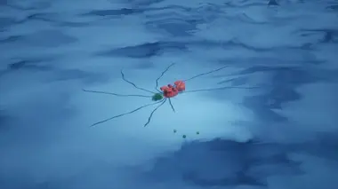 Les Pois Rex surgelés !