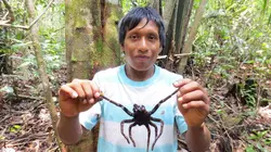 Venezuela, chasseurs de mygales