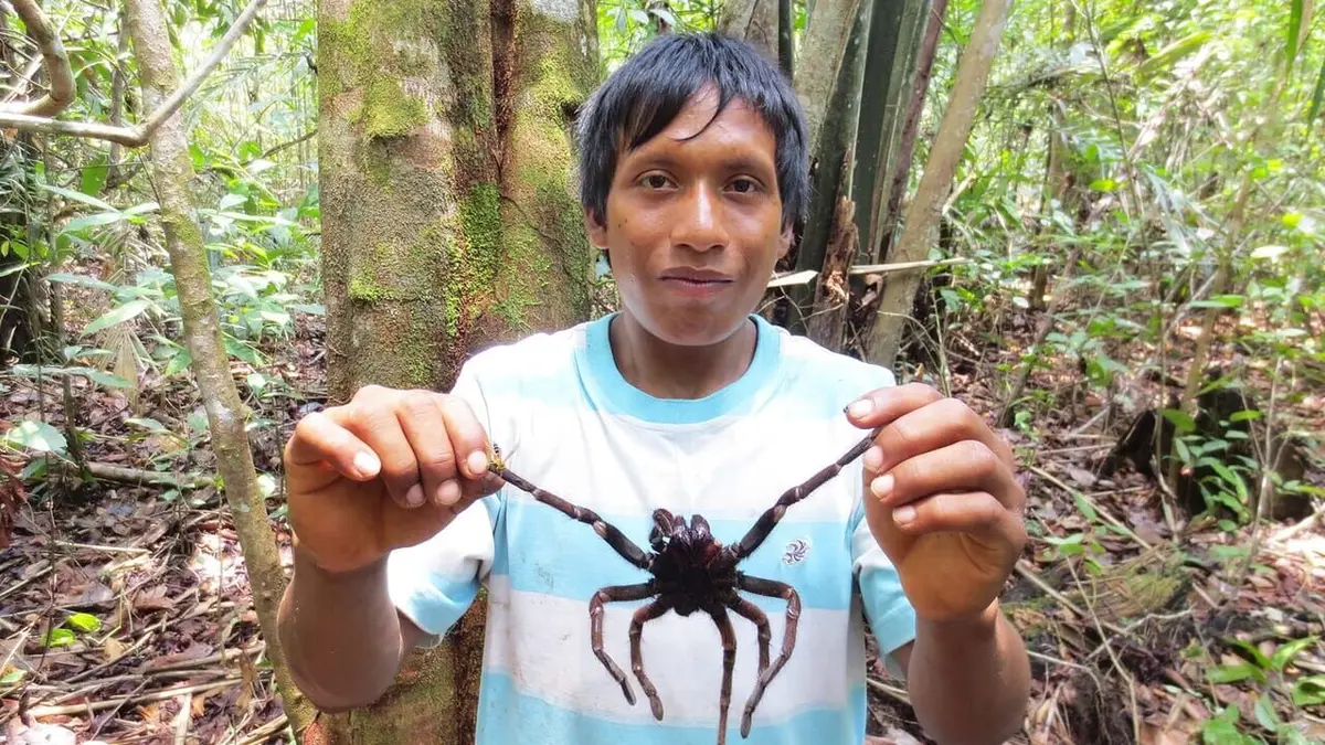 Venezuela, chasseurs de mygales