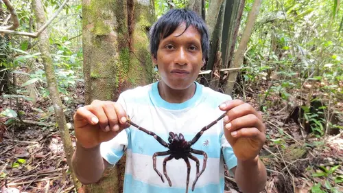 Venezuela, chasseurs de mygales