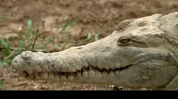 Venezuela, la ferme aux crocodiles