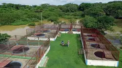 Venezuela, la ferme aux crocodiles