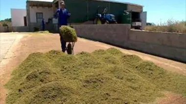 La vraie couleur du thé rouge d'Afrique