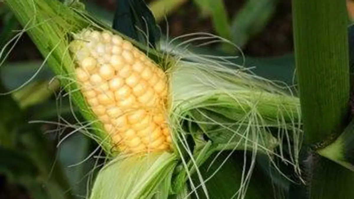 Vers d'autres mondes Le maïs mexicain, un grain de résistance