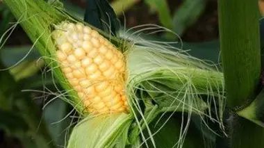 Le maïs mexicain, un grain de résistance