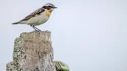 Vers un monde sans oiseaux ?