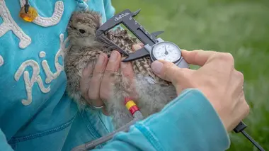 Vers un monde sans oiseaux ? E01