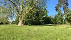 Versailles, une révolution au jardin