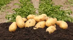 Vert de rage Engrais maudits