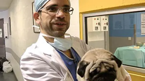 Vétérinaires, au coeur de l'urgence