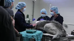 Vétérinaires de l'Arctique Coeur de loup