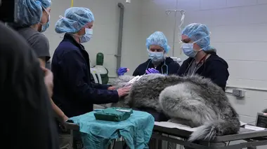 Coeur de loup