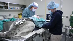 Vétérinaires de l'Arctique