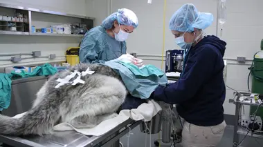 Vétérinaires de l'Arctique