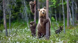 Vétérinaires de l'Arctique Les ours vagabonds