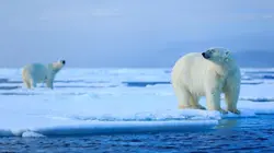 Vétérinaires de l'Arctique Transport d'ours