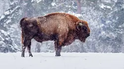Vétérinaires de l'Arctique Opération bison