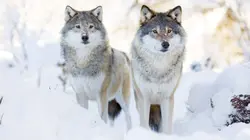 Vétérinaires de l'Arctique Coeur de loup