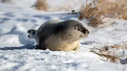 Vétérinaires de l'Arctique Emile, le phoque