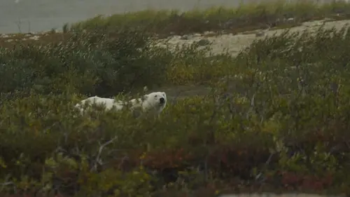 Casting Vétérinaires de l'Arctique