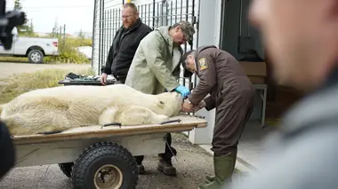 Vétérinaires de l'Arctique