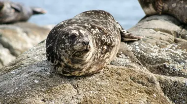 Vétérinaires de l'Arctique