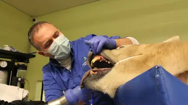 Vétérinaires de l'Arctique