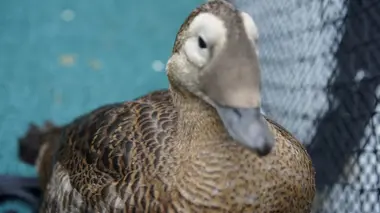 Vétérinaires de l'Arctique