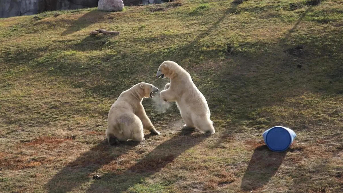 Vétérinaires de l'Arctique Transport d'ours