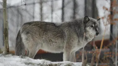 Le loup d'Hollywood