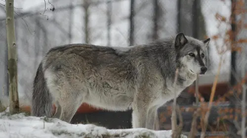 Casting Vétérinaires de l'Arctique Le loup d'Hollywood