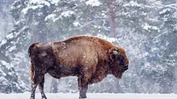 Vétérinaires de l'Arctique Opération bison