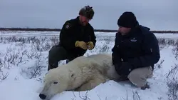 Vétérinaires de l'Arctique Les ours vagabonds