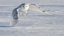 Vétérinaires de l'Arctique La visite du grand-duc