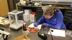 Vétérinaires de l'Arctique Coeur de loup