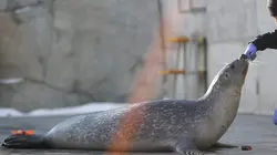 Vétérinaires de l'Arctique Emile, le phoque